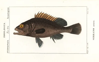 Zwarte grouper, Mycteroperca bonaci