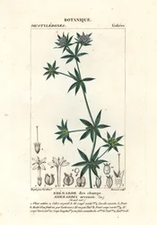 Blauwe veldmeester, Sherardia arvensis
