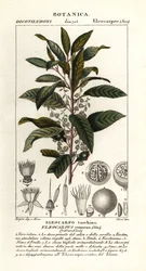 Blauwe bessenboom, Elaeocarpus cyaneus