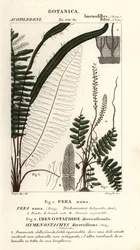 Borstelvaren, Trichomanes botryoides