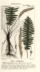 Borstelvaren, Trichomanes elegans