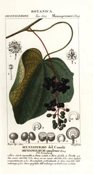 Canadese maanzaad, Menispermum canadense