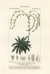 Canyon eeuwiglevend, Dudleya cymosa