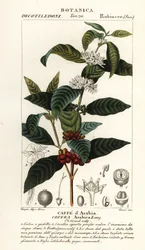 Koffie, Coffea arabica