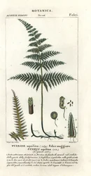 Gewone adelaarsvaren, Pteridium aquilinum