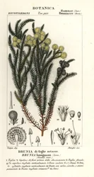 Gewone katoenstruik, Berzelia lanuginosa