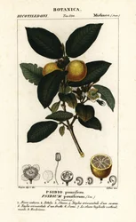 Gewone guave, Psidium guajava