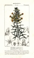 Vlasbekje of gele vlasbek, Linaria vulgaris