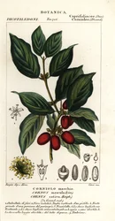 Kornoelje, Cornus mas