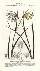 Veenpluis of wollegras, Eriophorum angustifolium