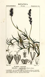 Krulmesquite, Hilaria cenchroides