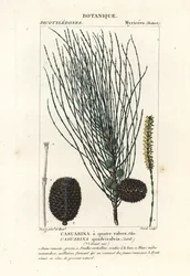 Hangende sheoak, Allocasuarina verticillata
