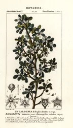 Escallonia serrata