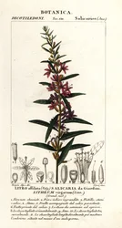 Europese kattenstaart, Lythrum virgatum