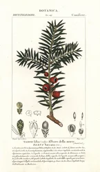 Europese taxusboom, Taxus baccata