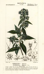 Valse vioolblad, Hydrolea spinosa
