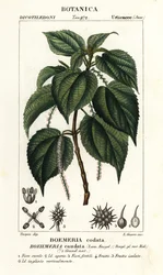 Valse brandnetel, Boehmeria caudata