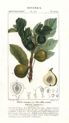 Vijgenboom en vrucht, Ficus carica