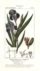 Florentijnse iris, Iris germanica var florentina