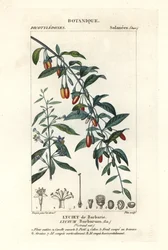 Goji bes, Lycium barbarum