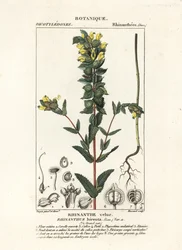 Grote ratelaar, Rhinanthus alectorolophus
