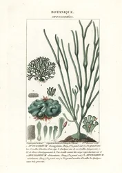 Groene algen Spongodium soorten