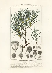 Gyrostemon ramulosus boom