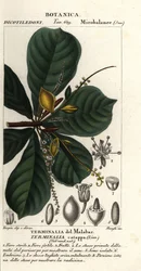 Indische amandel, Terminalia catappa