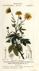 Indische chrysant, Chrysanthemum indicum