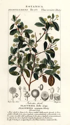 Indische pruim, Flacourtia indica