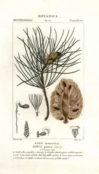 Italiaanse steeneik, Pinus pinea