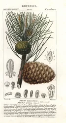 Italiaanse steenden, Pinus pinea, Pino domestico