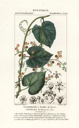 Javillo of tegengif caccoon, Fevillea cordifolia