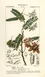 Jequirity boon of rozenkrans erwten, Abrus precatorius