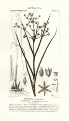 Geknikte rus, Juncus articulatus