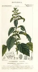 Josephinia imperatricis