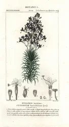 Lorkblad of boomtriggerplant, Stylidium laricifolium