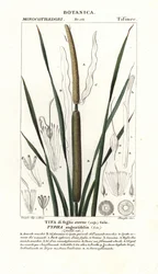 Kleine lisdodde, Typha angustifolia