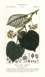 Lindeboom, Tilia alba