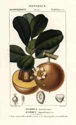 Mammee appel, Mammea americana