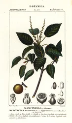 Manchioneel of strandappelboom, Hippomane mancinella