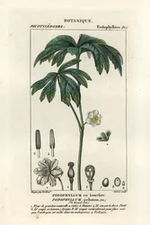 Meiklokje, Podophyllum peltatum