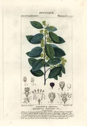 Mediterrane wegedoorn, Rhamnus alaternus