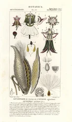 Zijdeplant, Asclepias syriaca