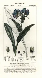 Smalbladig longkruid, Pulmonaria angustifolia