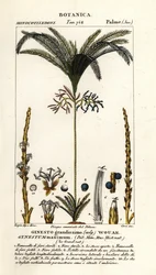 Palmboom, Geonoma maxima