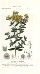 Sint-Janskruid, Hypericum perforatum