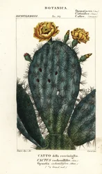 Schijfcactus, Nopalea cochenillifera
