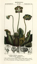 Paarse bekerplant, Sarracenia purpurea