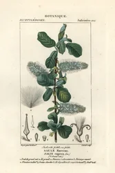 Boswilg, Salix caprea